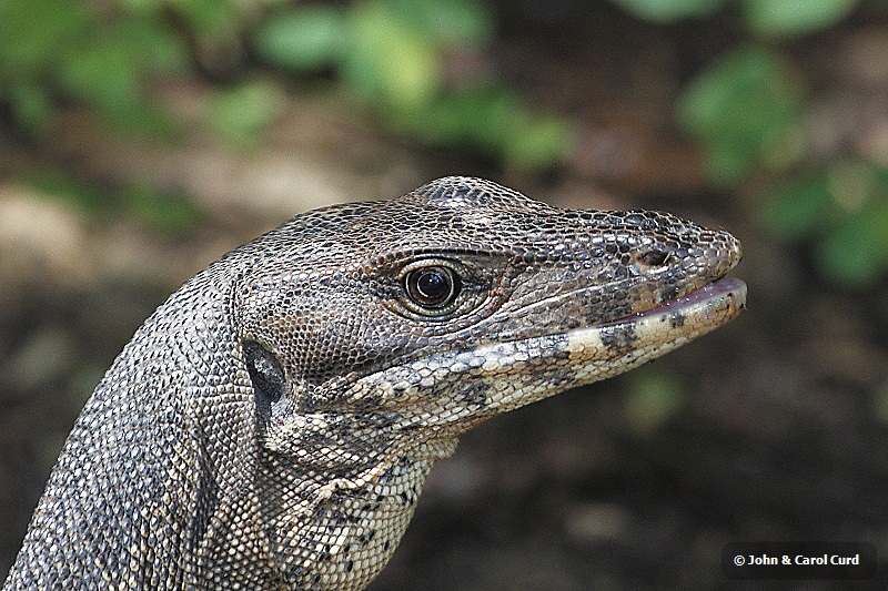 J01_2022 Monitor Lizard.JPG